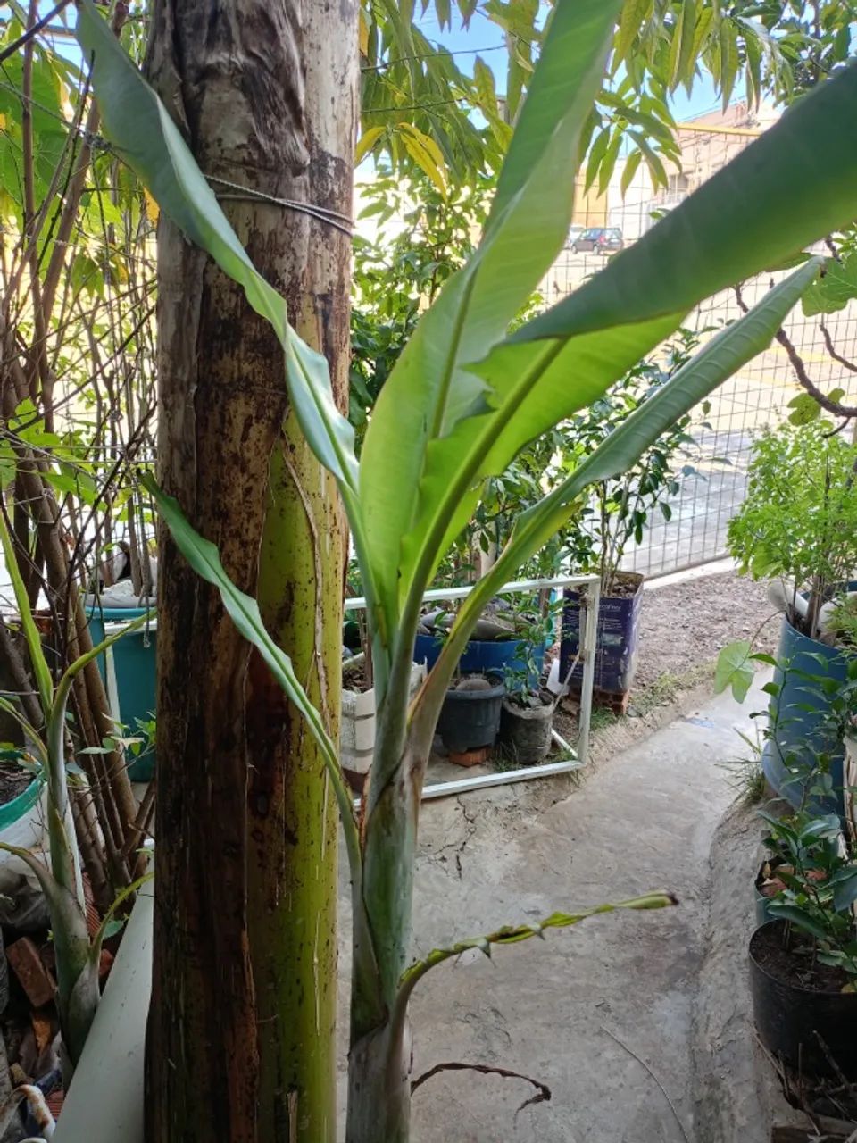 muda de plantas em geral - Foto 2