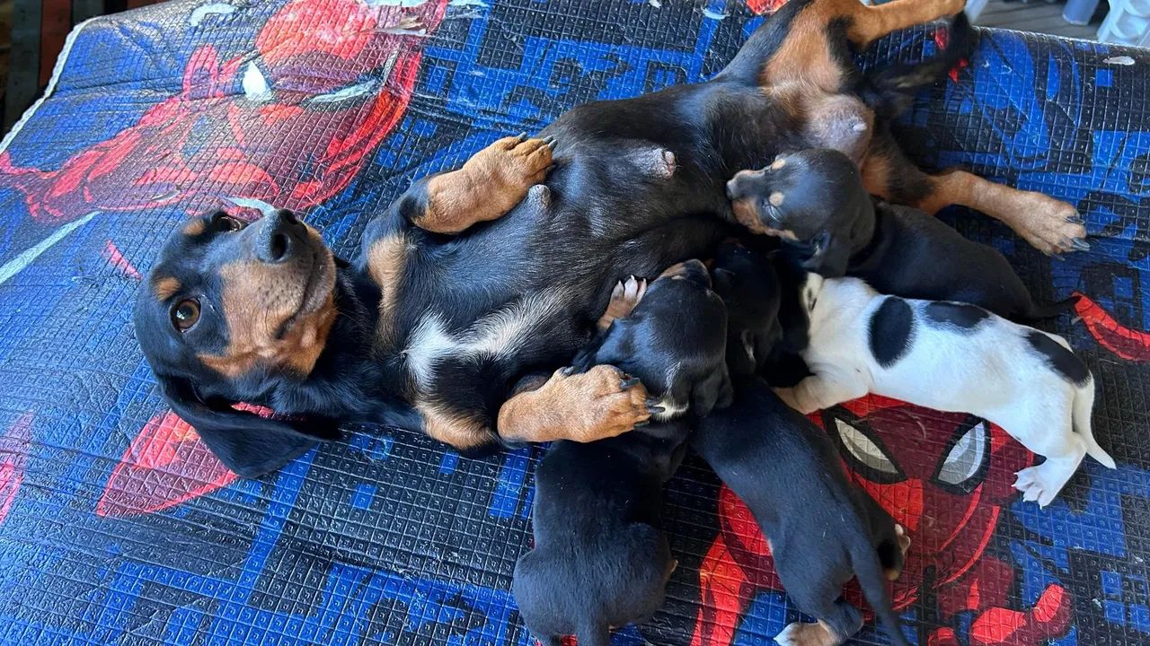 vendo filhotes de salsichinha macho - Foto 4