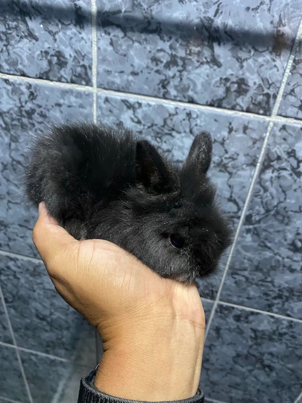 Coelho Mini Lion - Foto 3