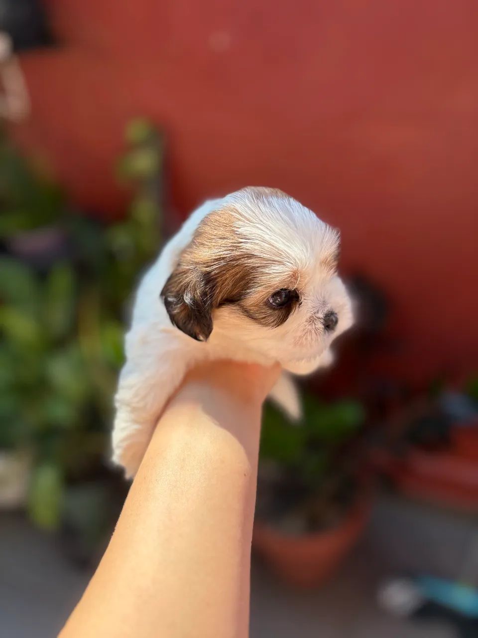 Shih tzu  - Foto 4