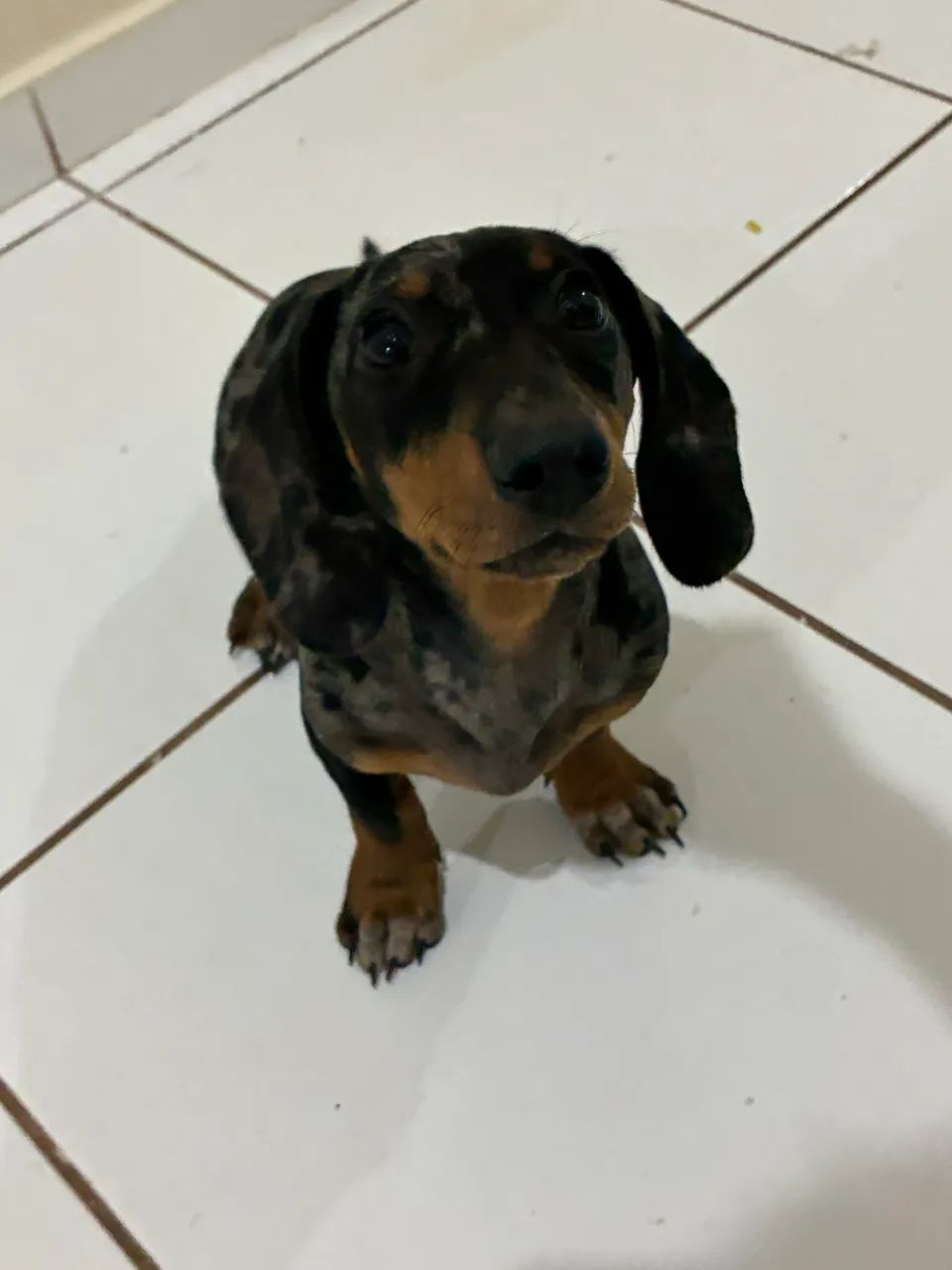 Salsicha basset mofado - Foto 5