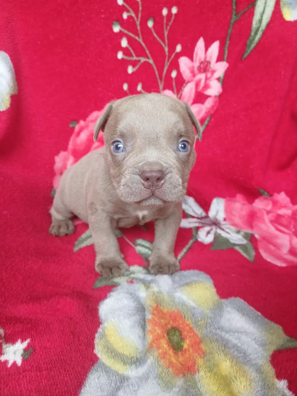 American bully 