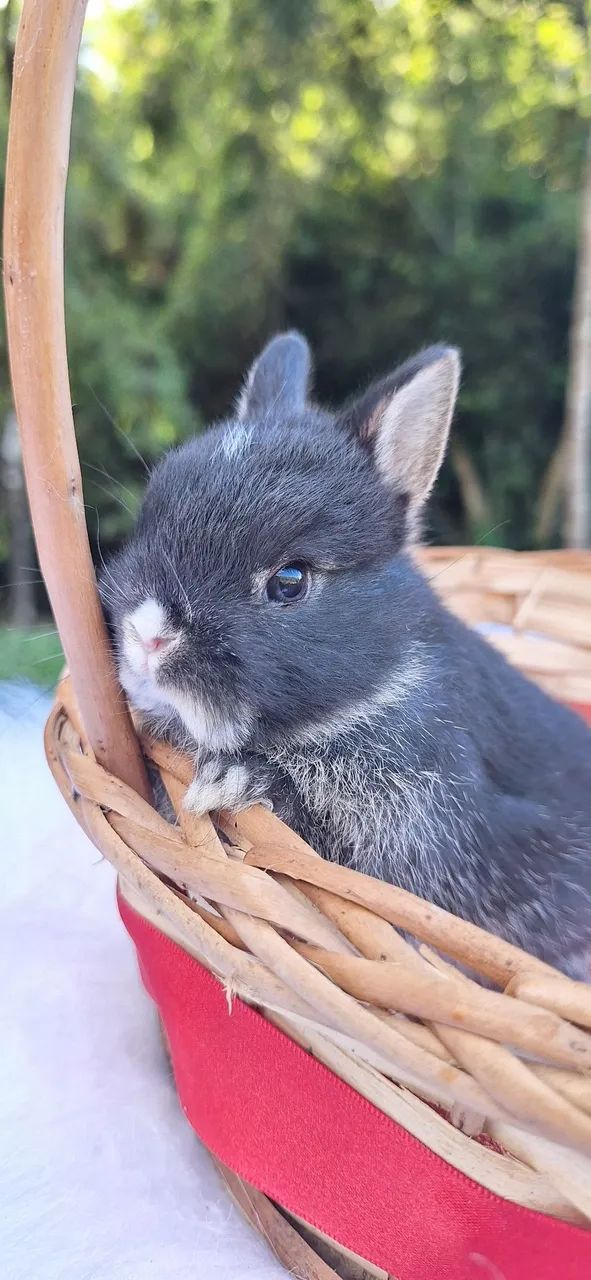 Mini coelho Netherland Dwarf  - Foto 2