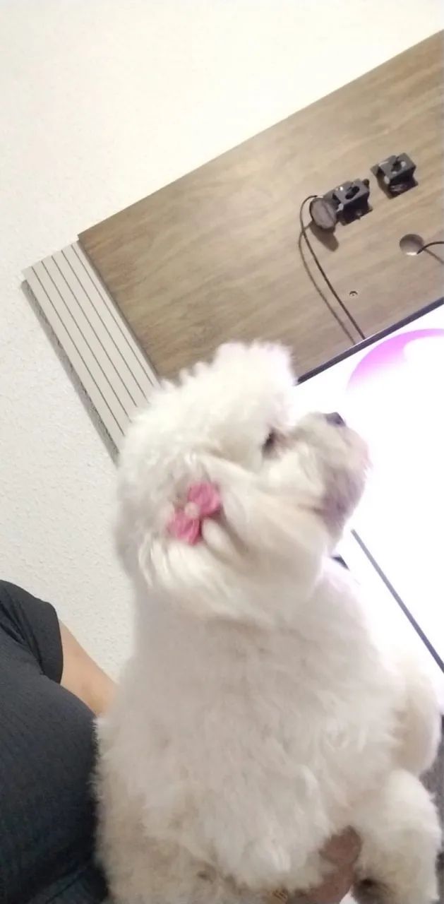 Poodle - Foto 2