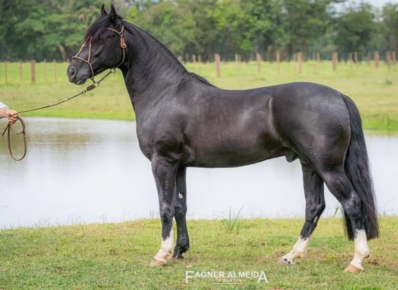 Cavalo Crioulo Picaço Garanhão Confirmado!!! - Foto 2