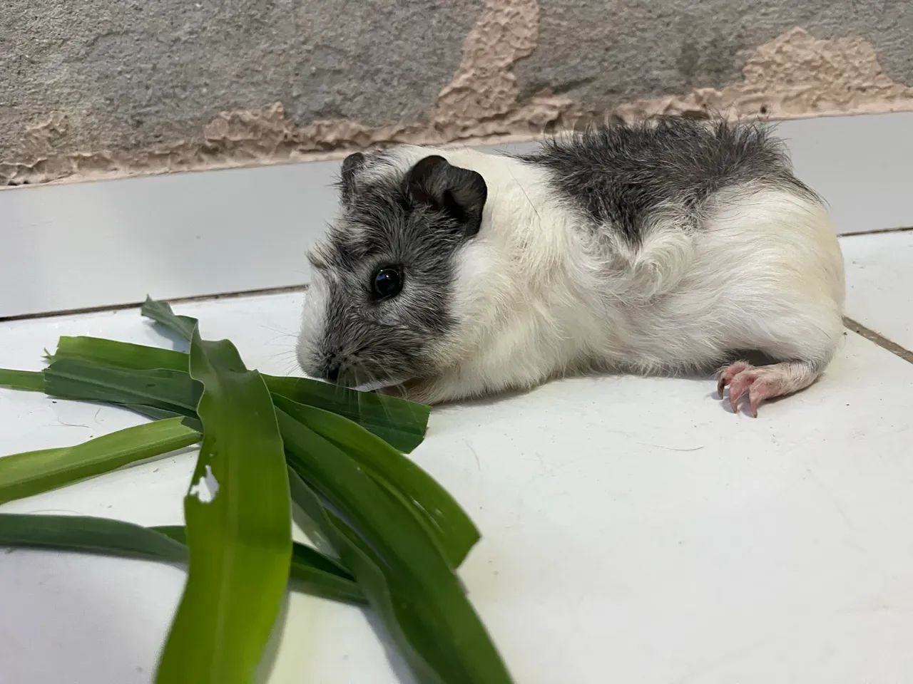 Porquinho da índia - Foto 2