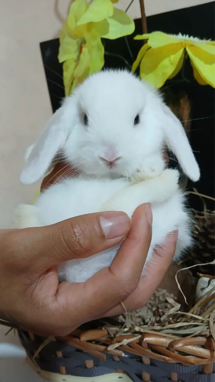 Coelho lop uruguaio bebe branco  - Foto 2