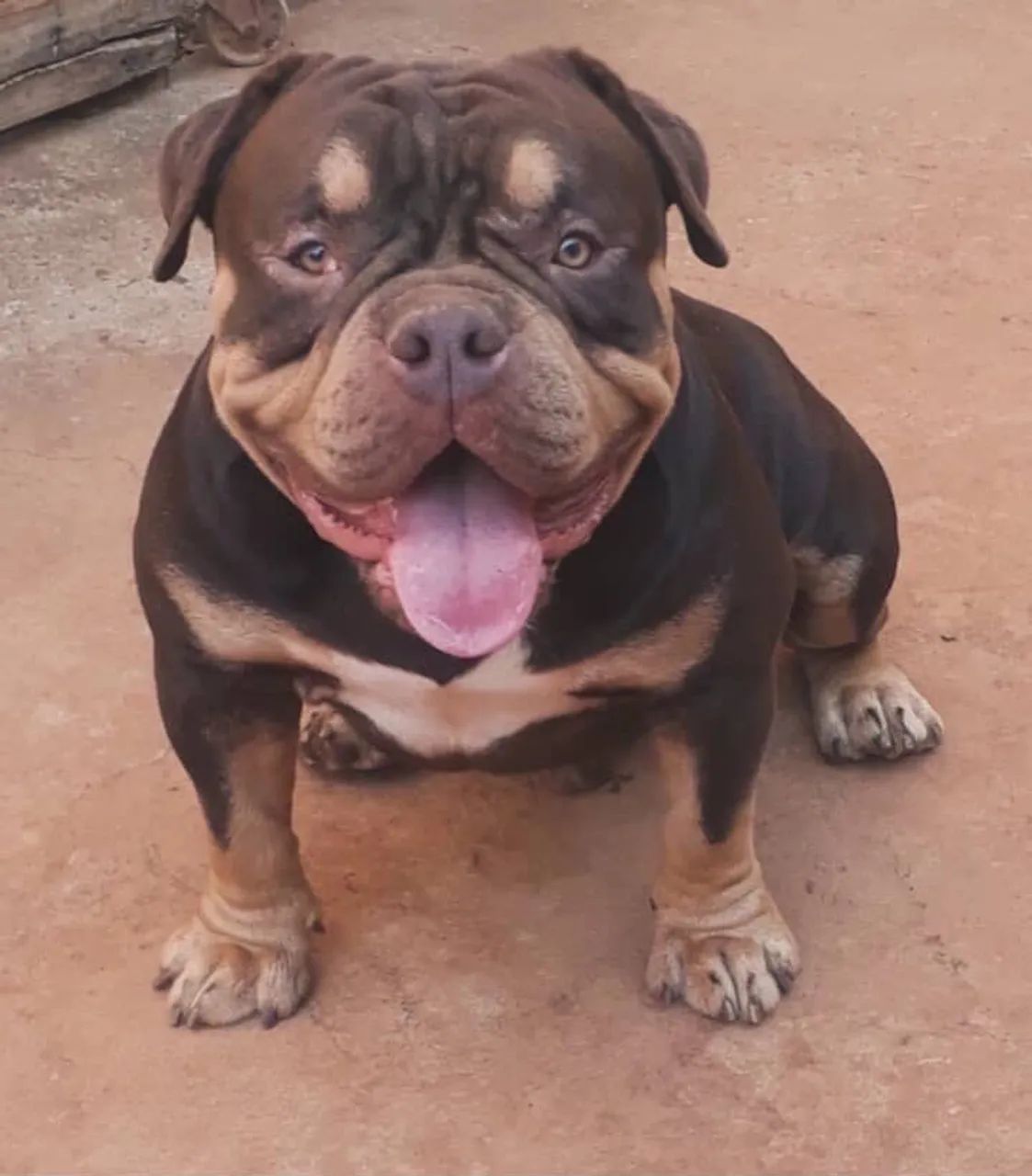 American bully micro fêmeas tri lilac 