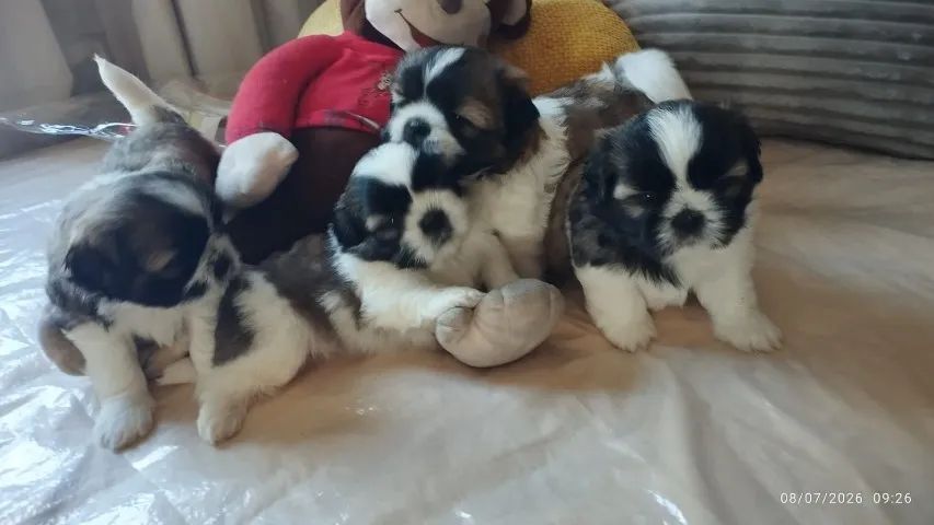 Filhotes de Shitzu  - Foto 4