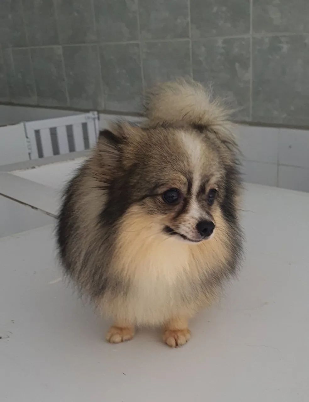 Spitz alemão anão  - Foto 4