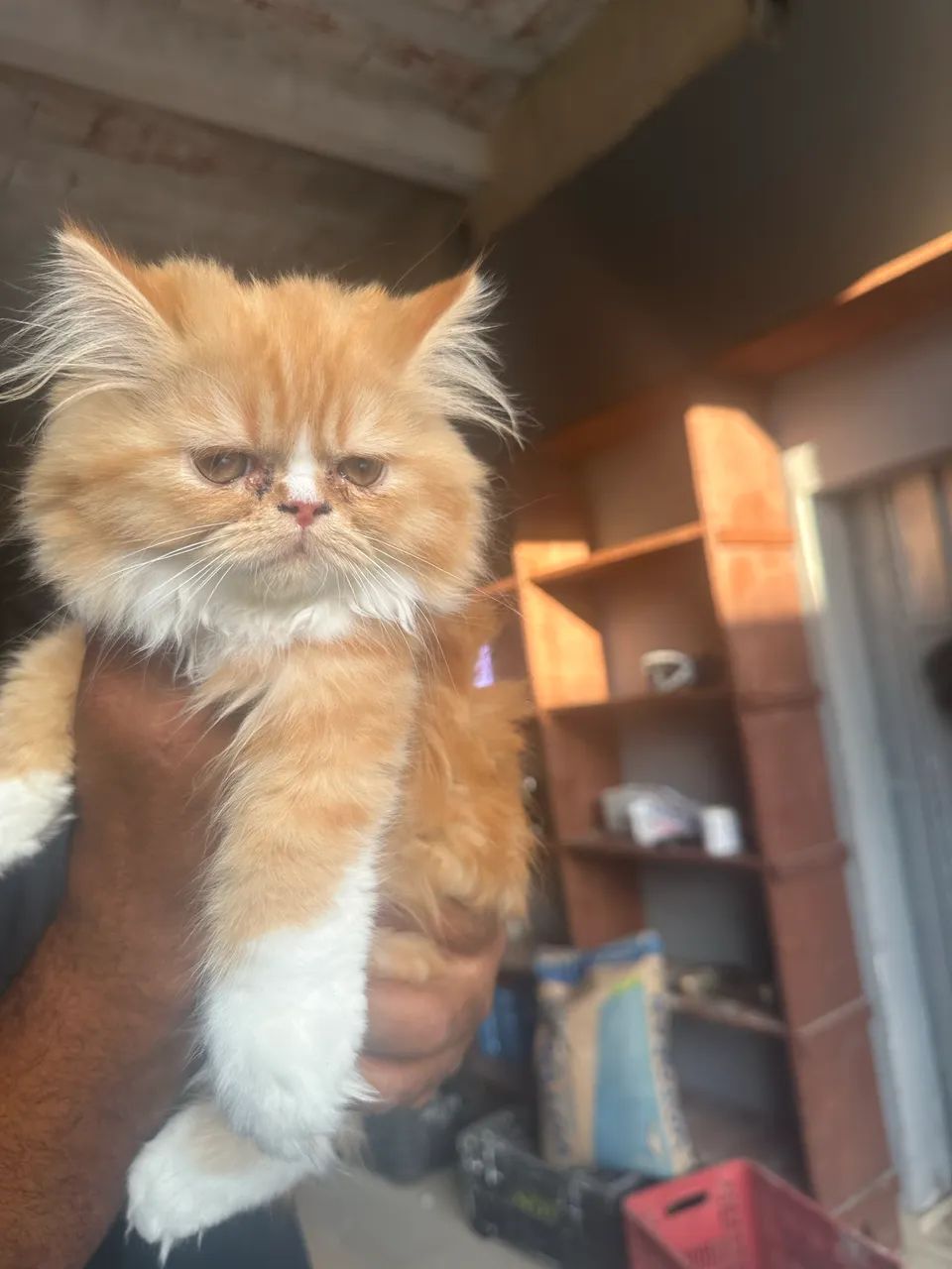 Gato persa  - Foto 3