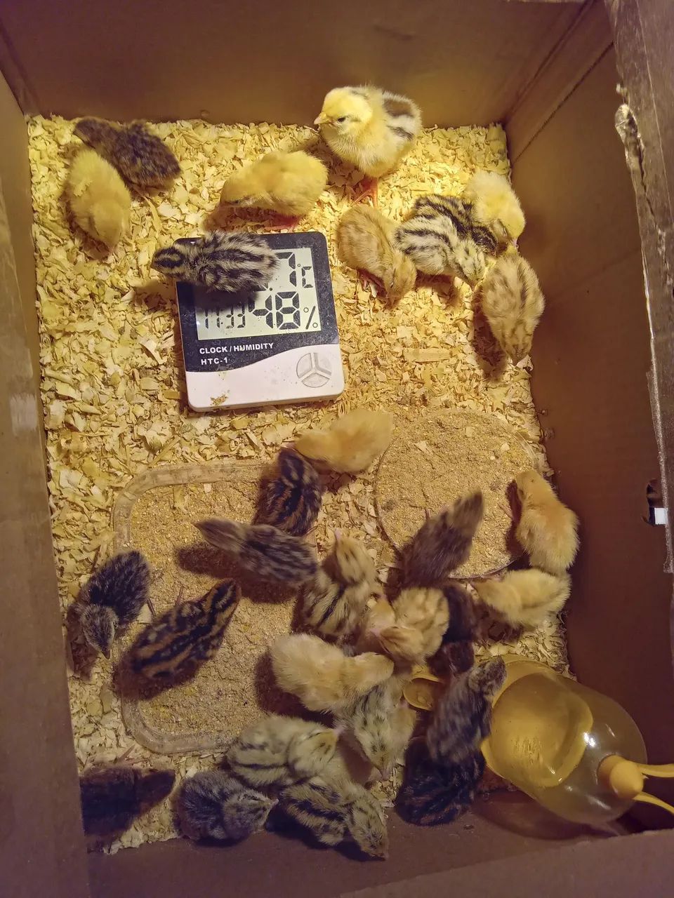 OVOS DE CODORNAS GIGANTES FÉRTEIS E RECÉM NASCIDAS - Foto 3