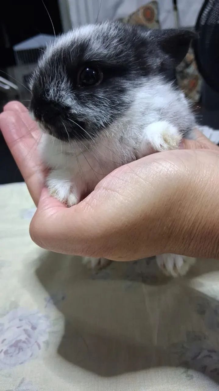 Filhote de coelho - Foto 3