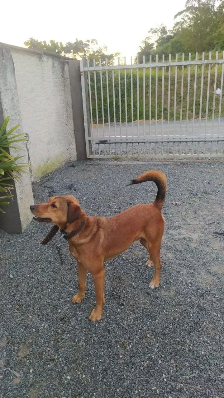 Cão super protetor - Foto 2