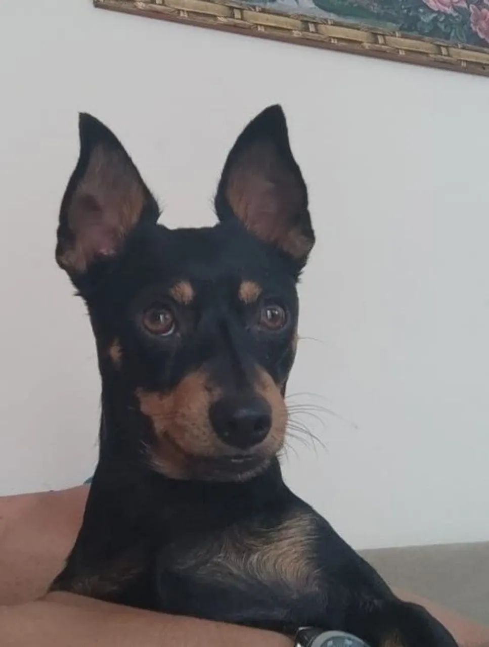 Lucky quer namorar e fazer filhote 