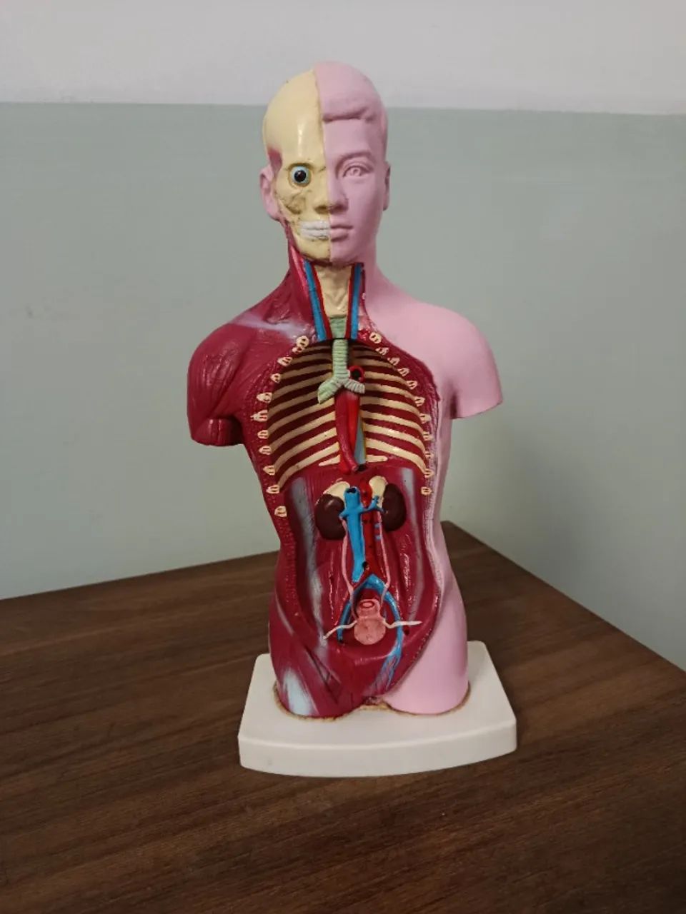 Modelo Anatômico humano  - Foto 2