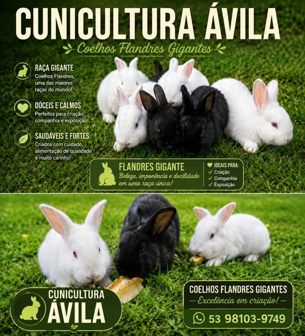 Coelhos  - Foto 5