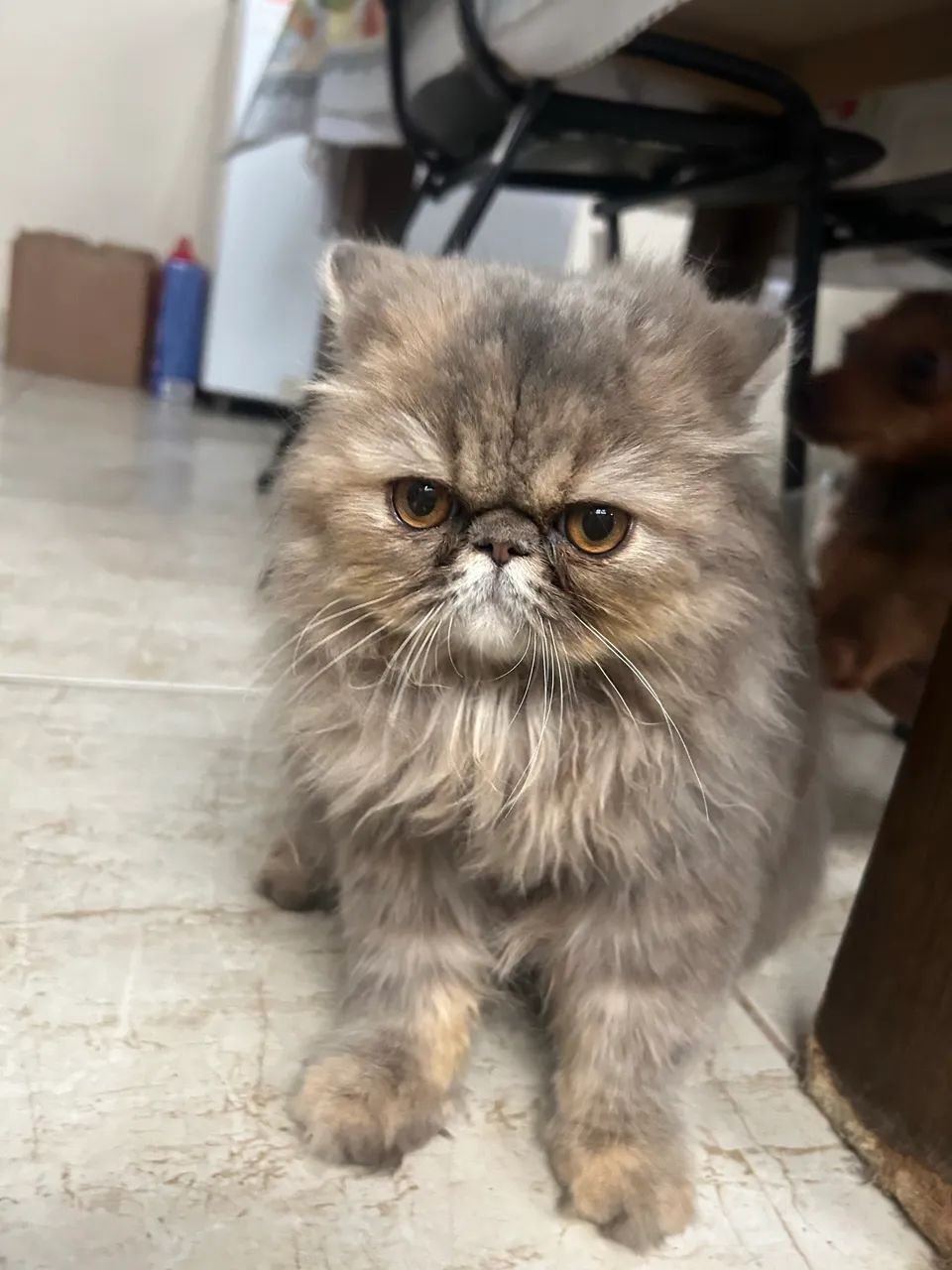 Doa-se gatinha persa  - Foto 2