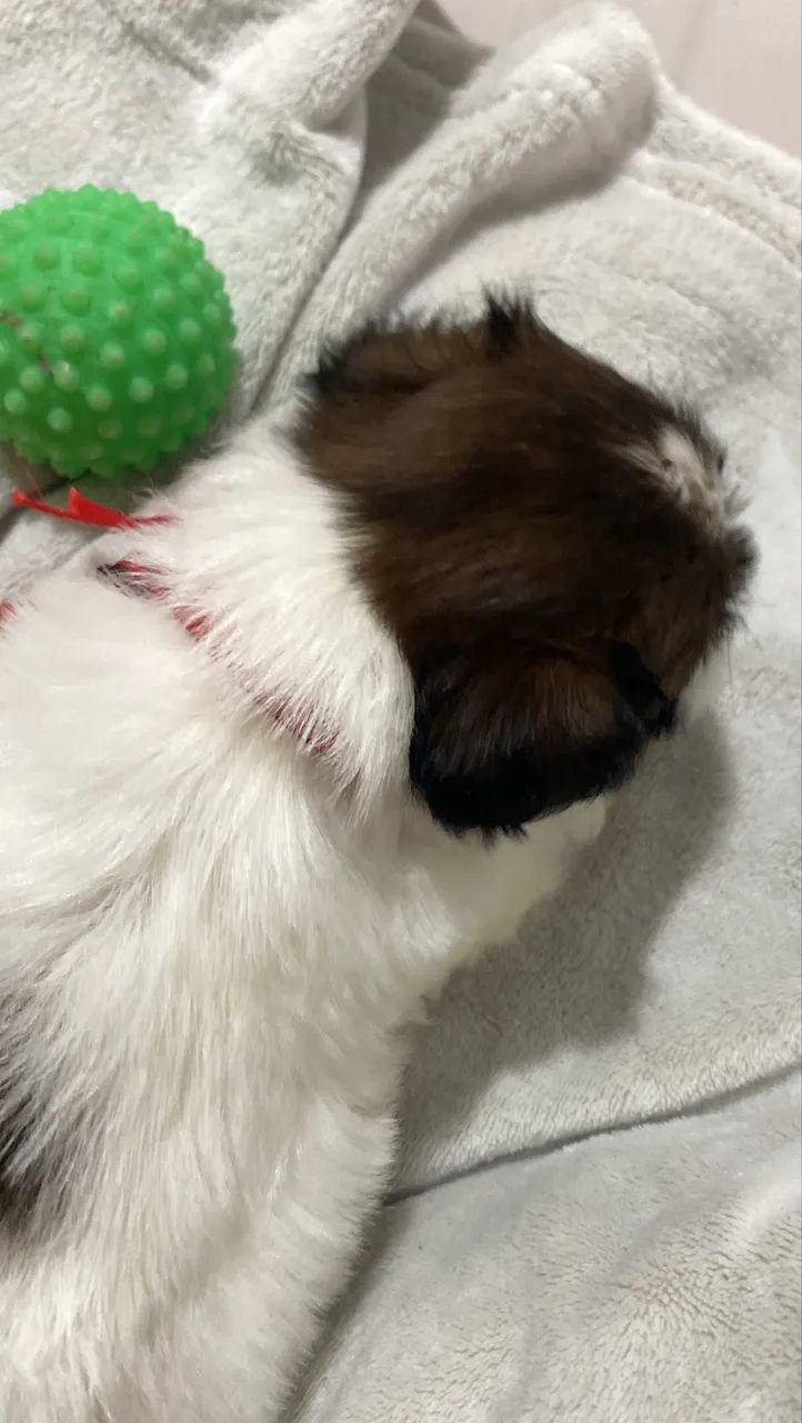 Fêmea shihtzu pura  - Foto 3