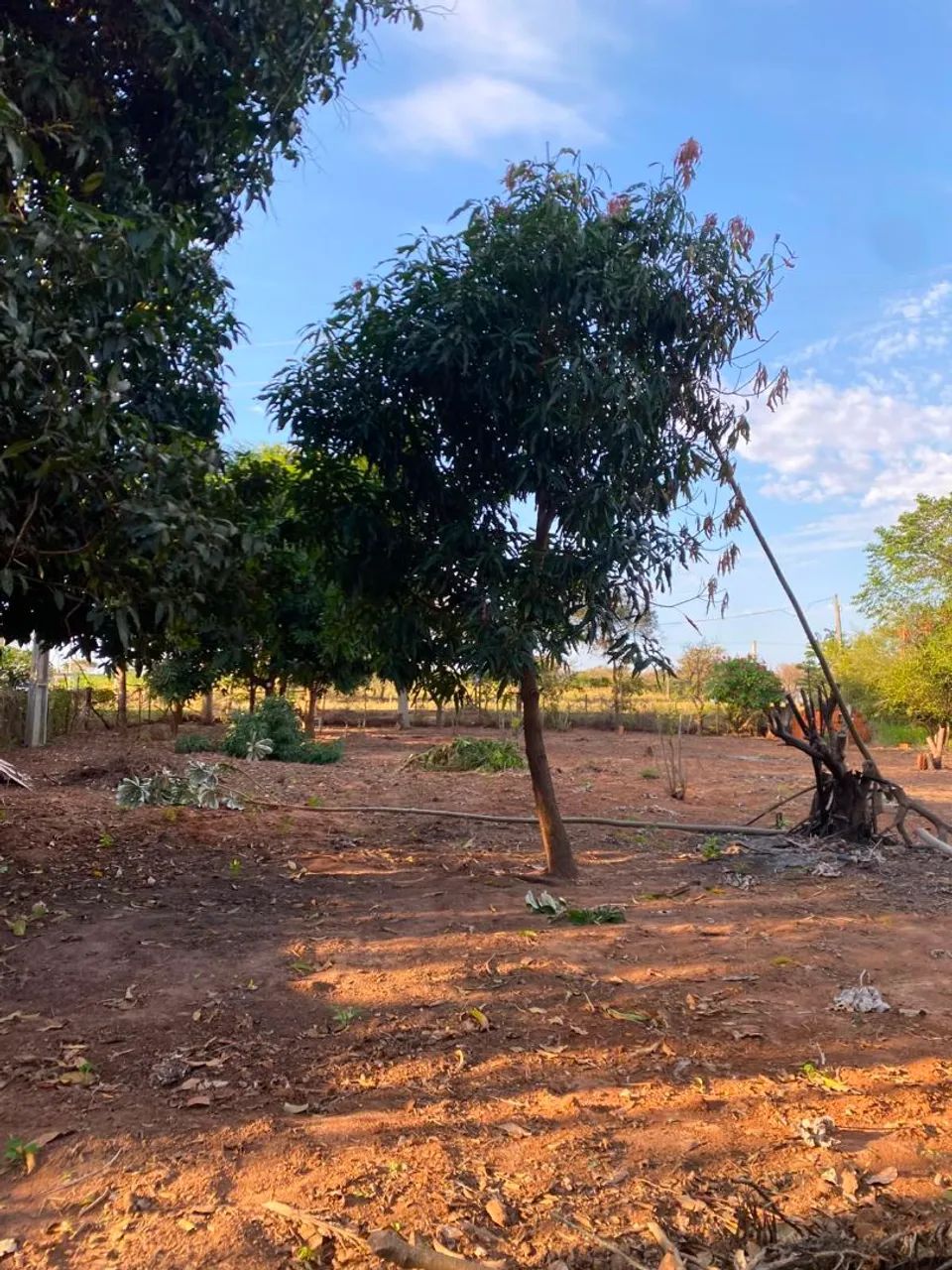 Venda de um rancho em Castilho - Foto 4