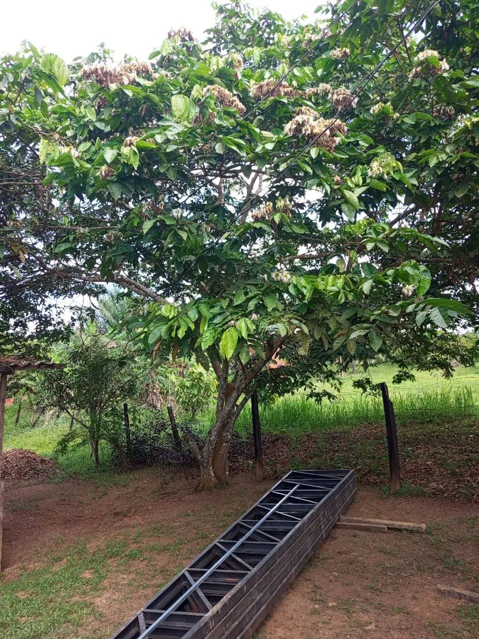 Vendo um terreno com uma casinha de madeira  - Foto 2