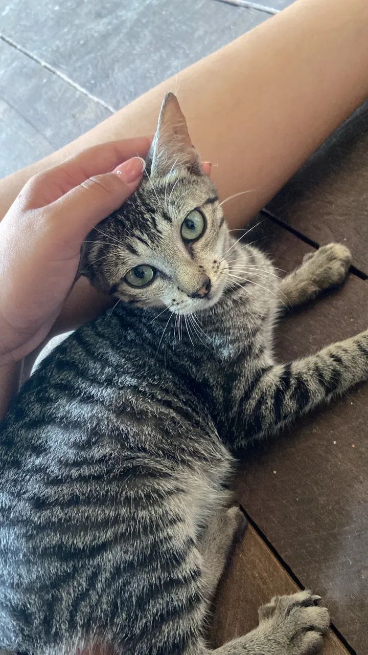 Gato 