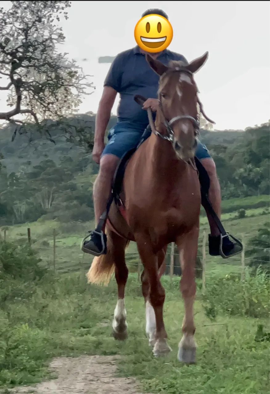 Cavalo marcha de centro Alazão excelente índole muito manso - Foto 4