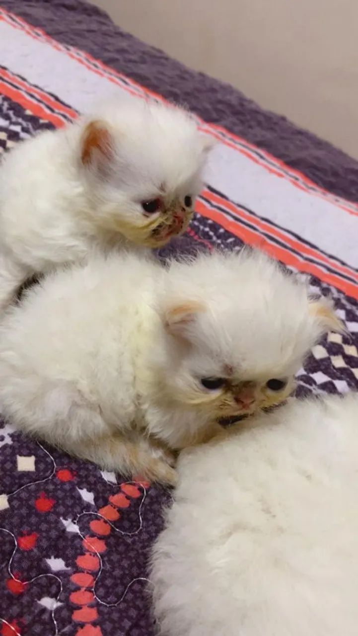 Gato  persa - Foto 4