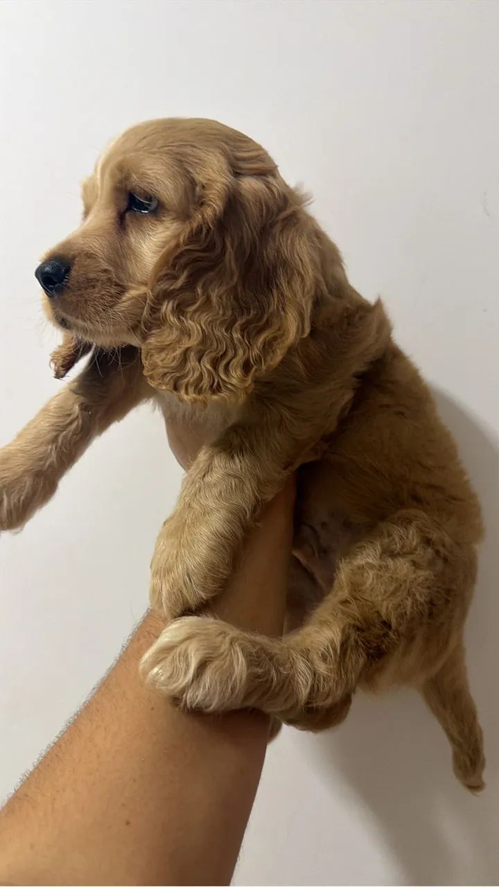 Cocker Macho  - Foto 4