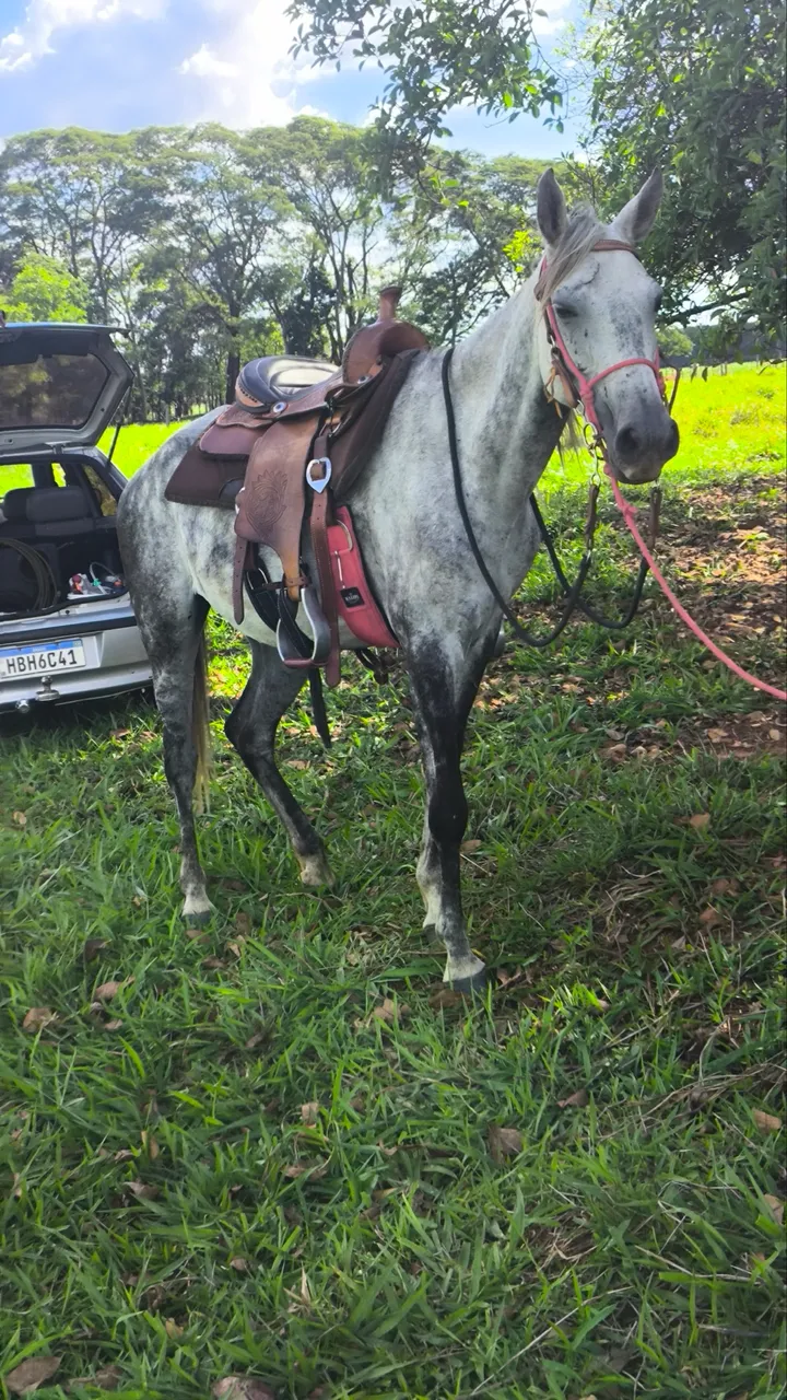 Cavalos - Nova Aliança, São Paulo
