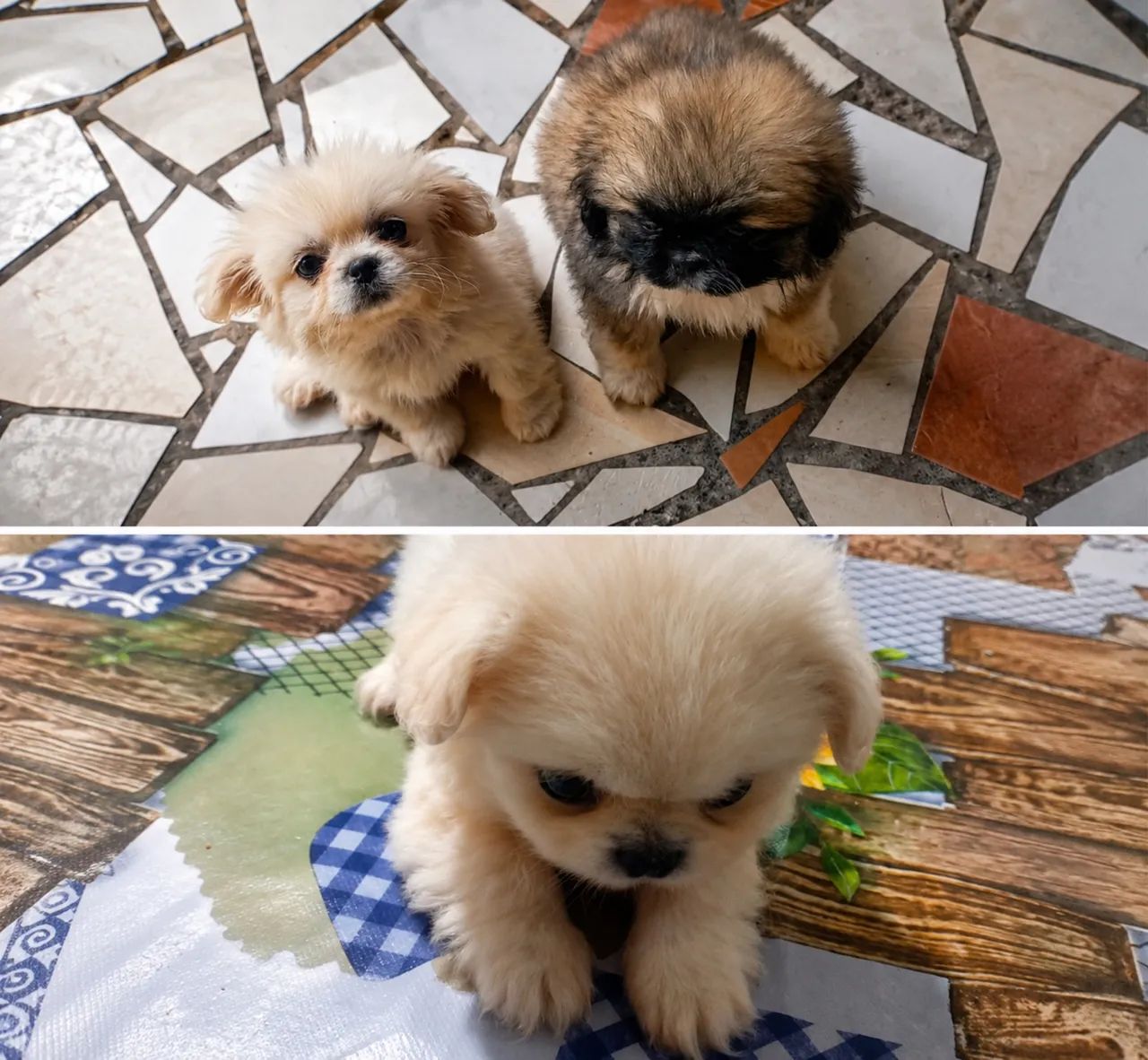pequines 