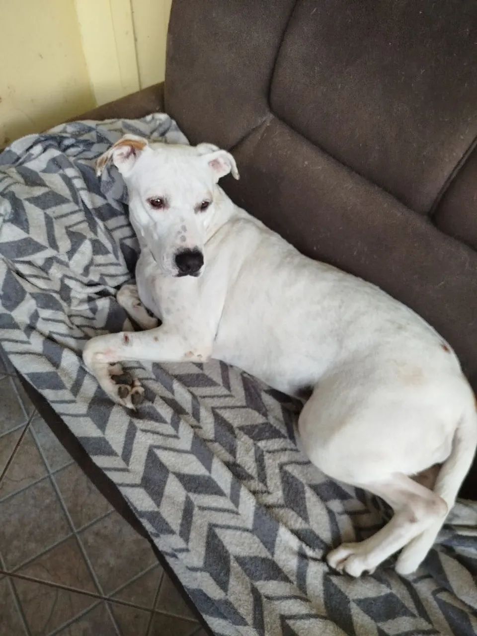 Animais  - Foto 3