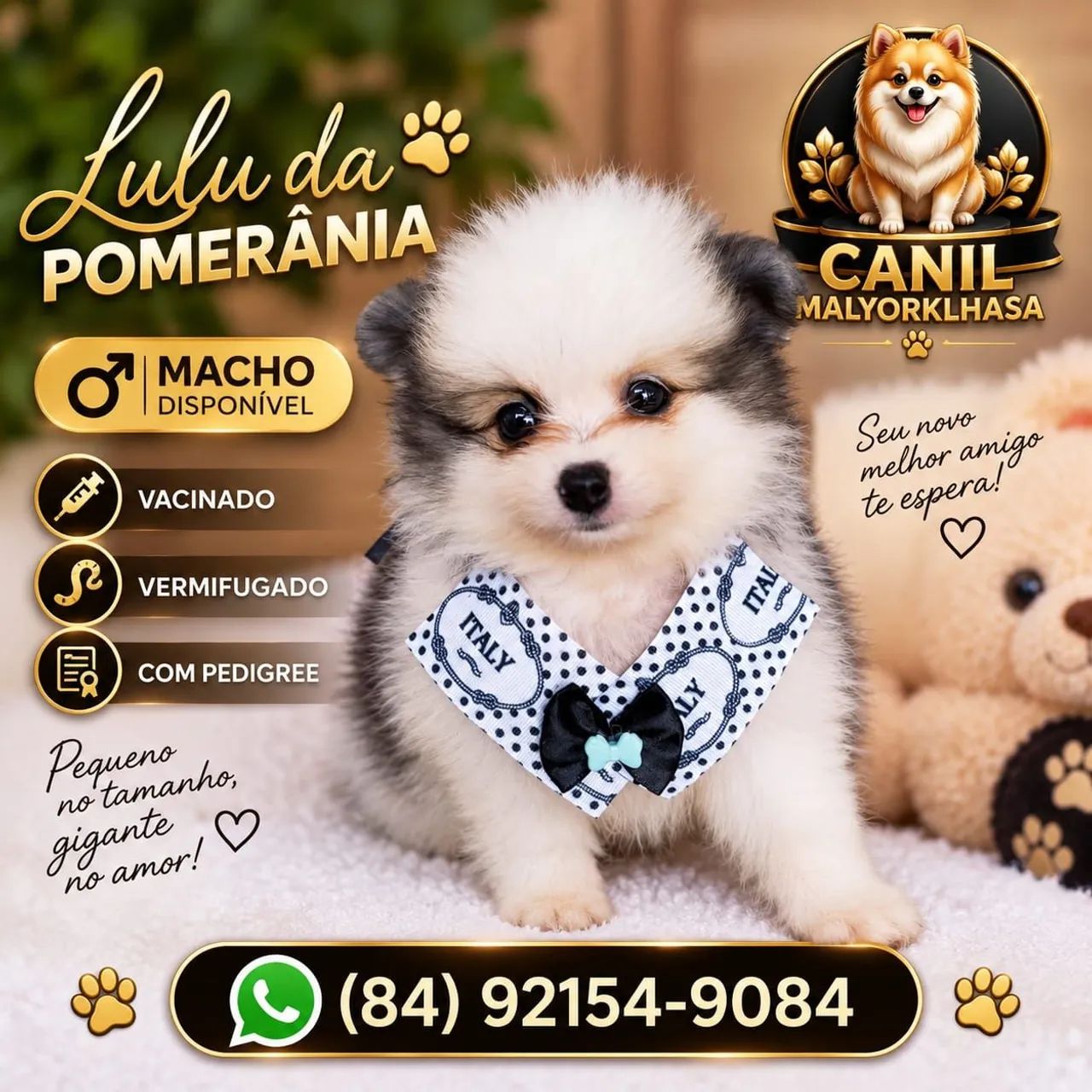 Spitz Alemão Anão 