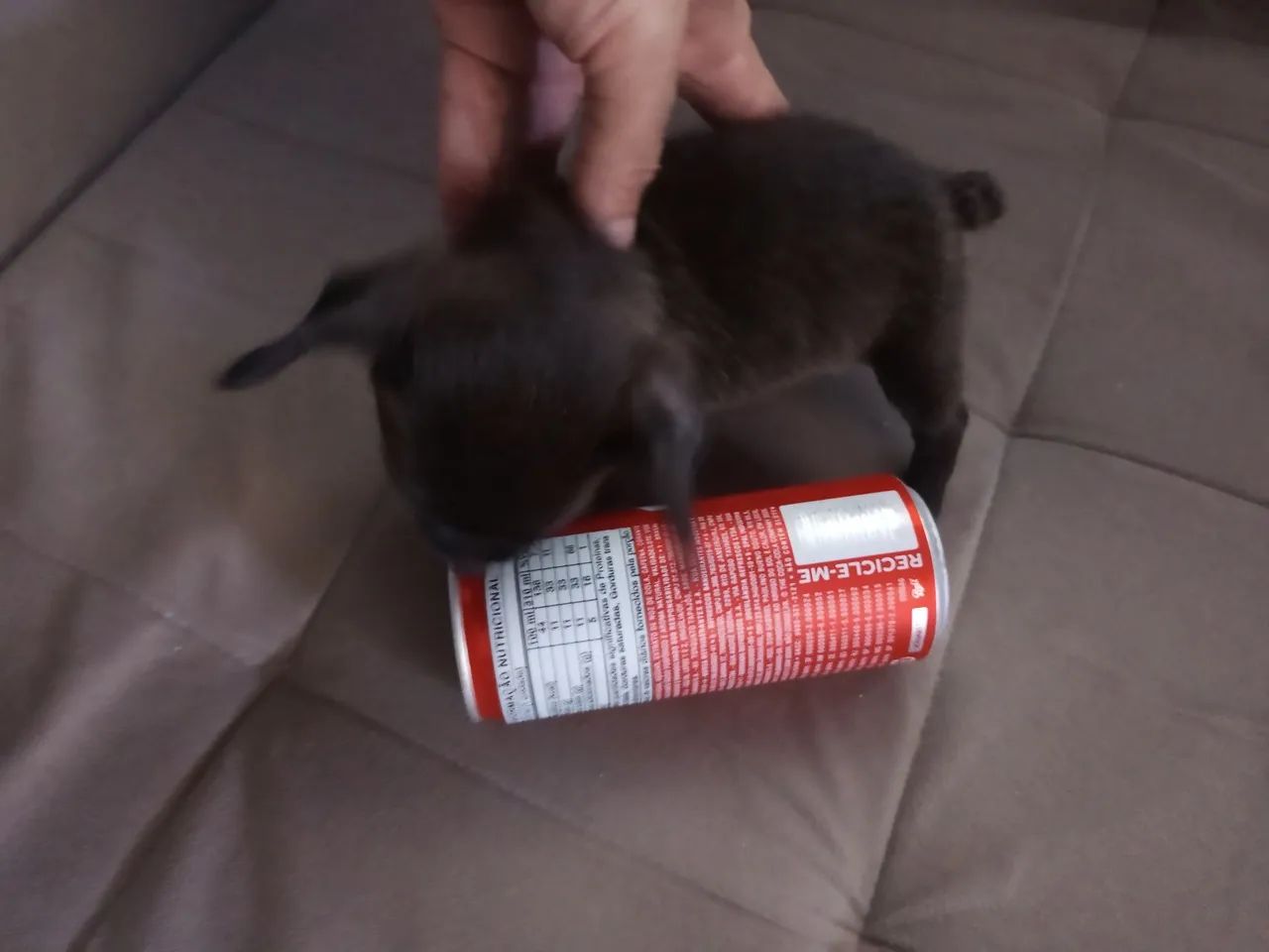 Cachorro pequenininho