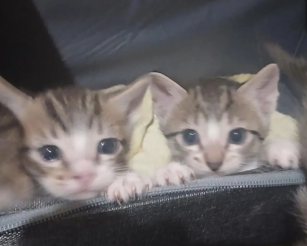 gatinhos pra adoção 
