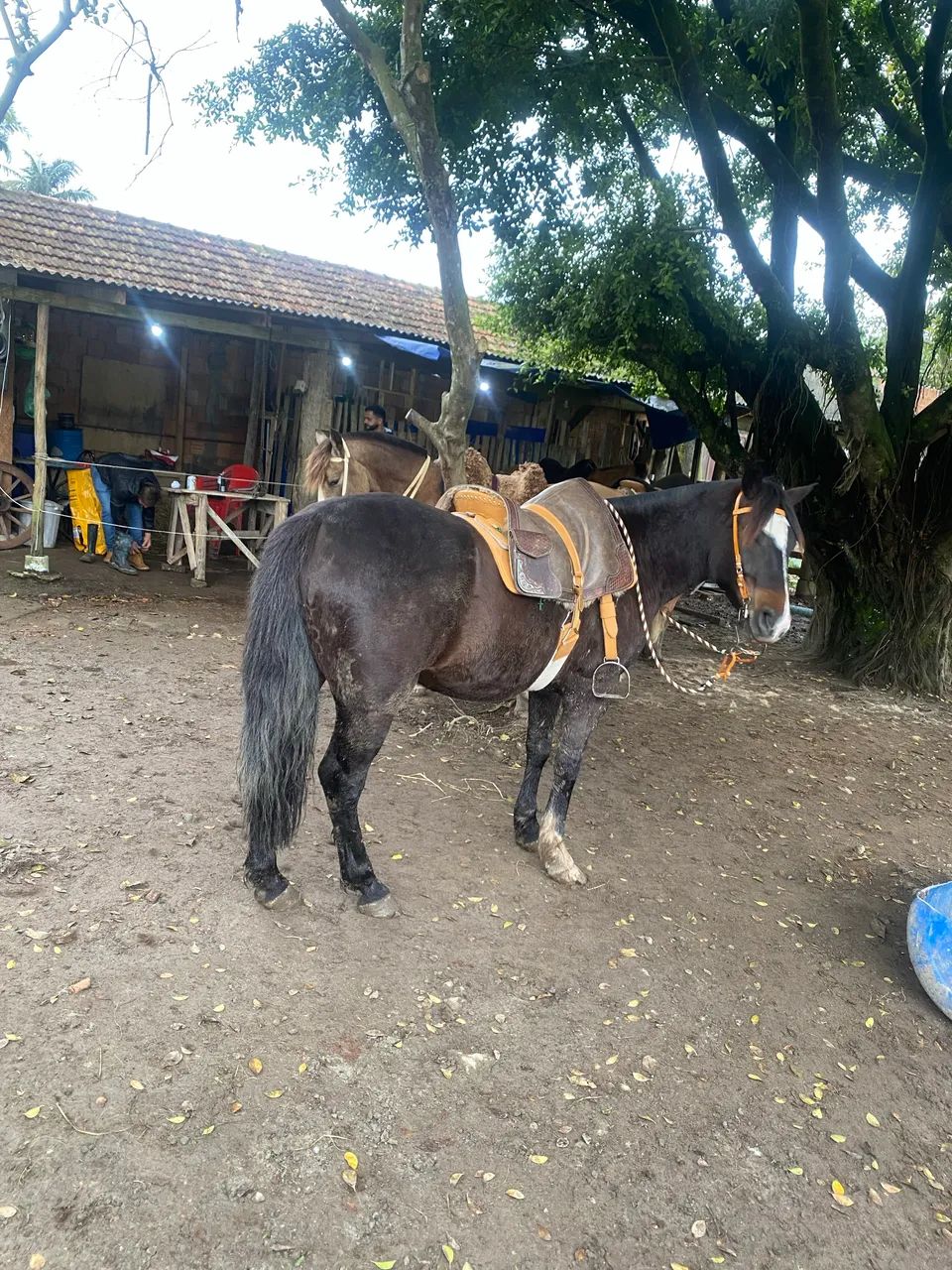 Vendo cavalo de laço  - Foto 2