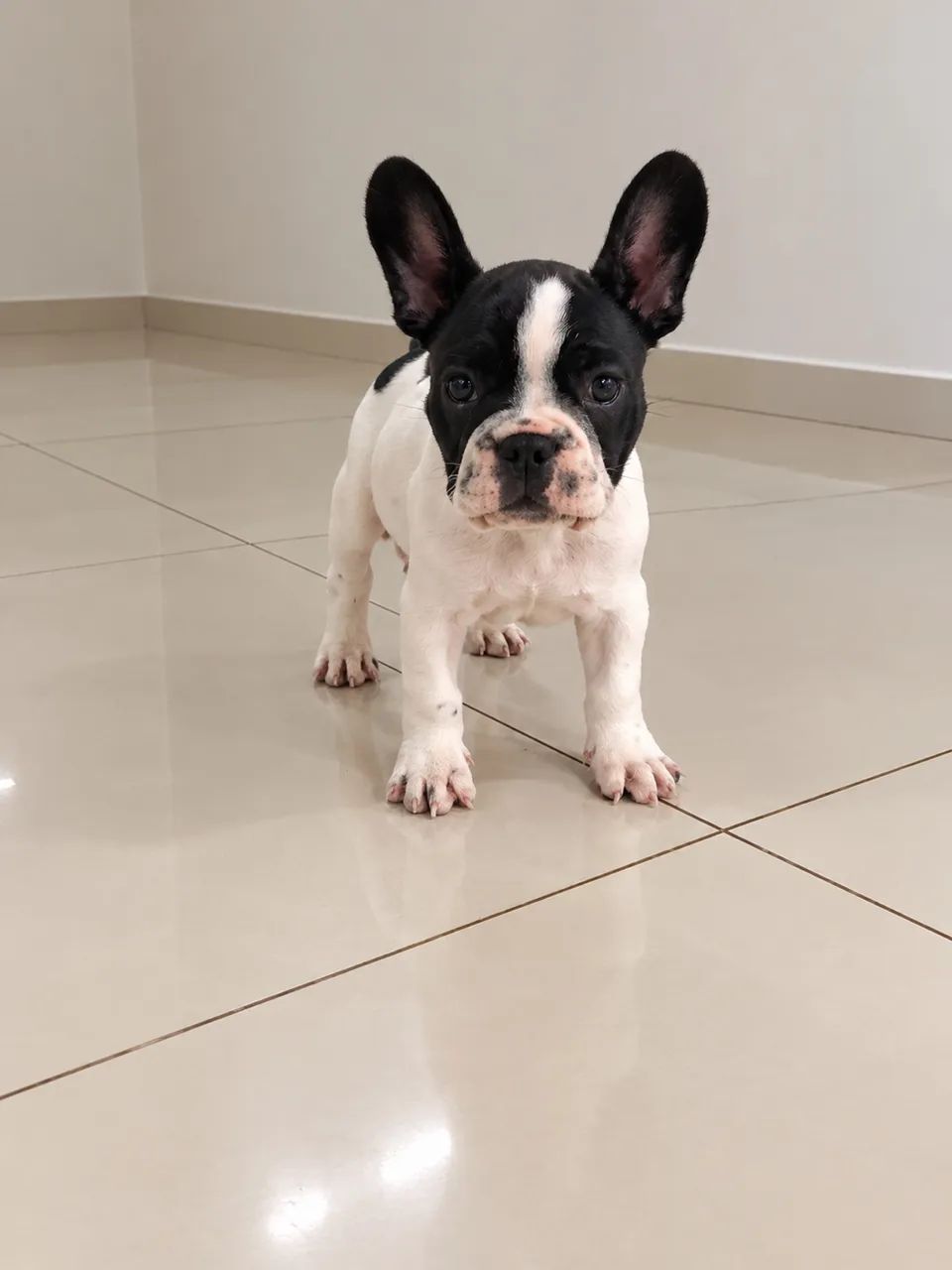 Bulldog francês macho 