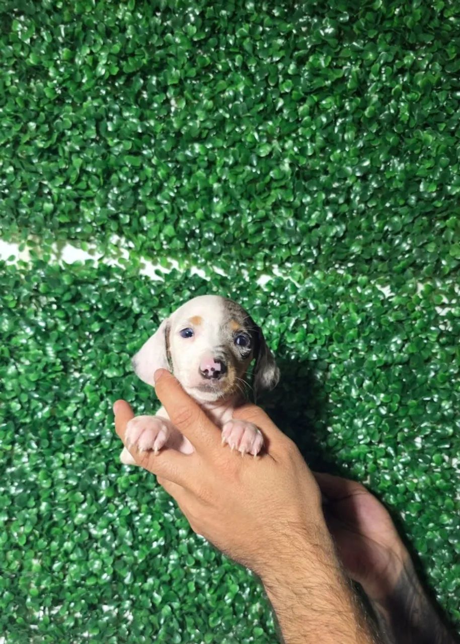 Dachshund com excelente padrão da raça - Foto 2