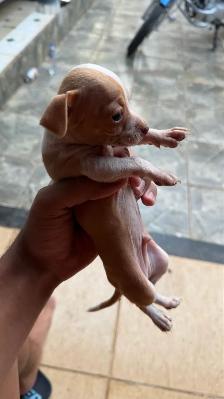 Pinscher 1 macho  - Foto 2