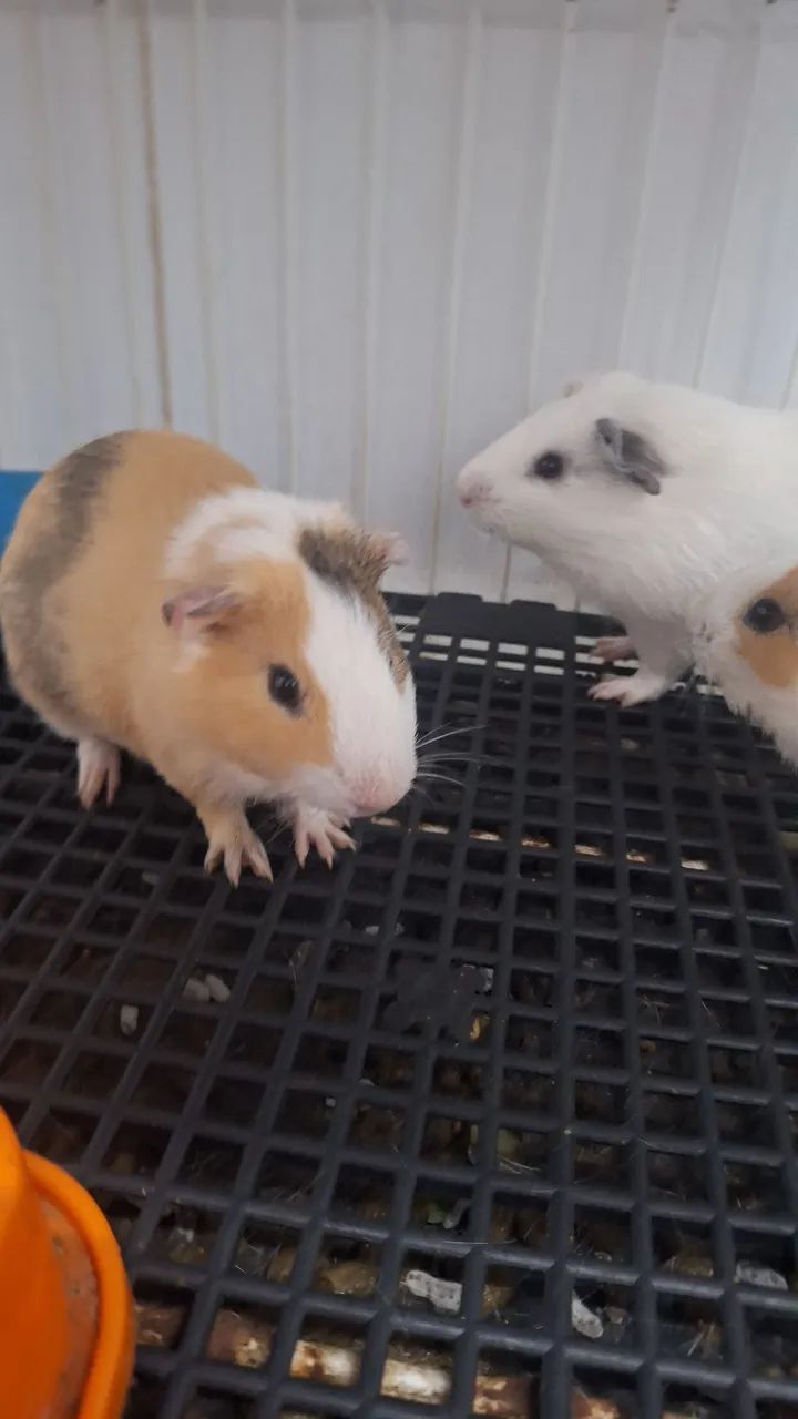 Porquinho da india  - Foto 2