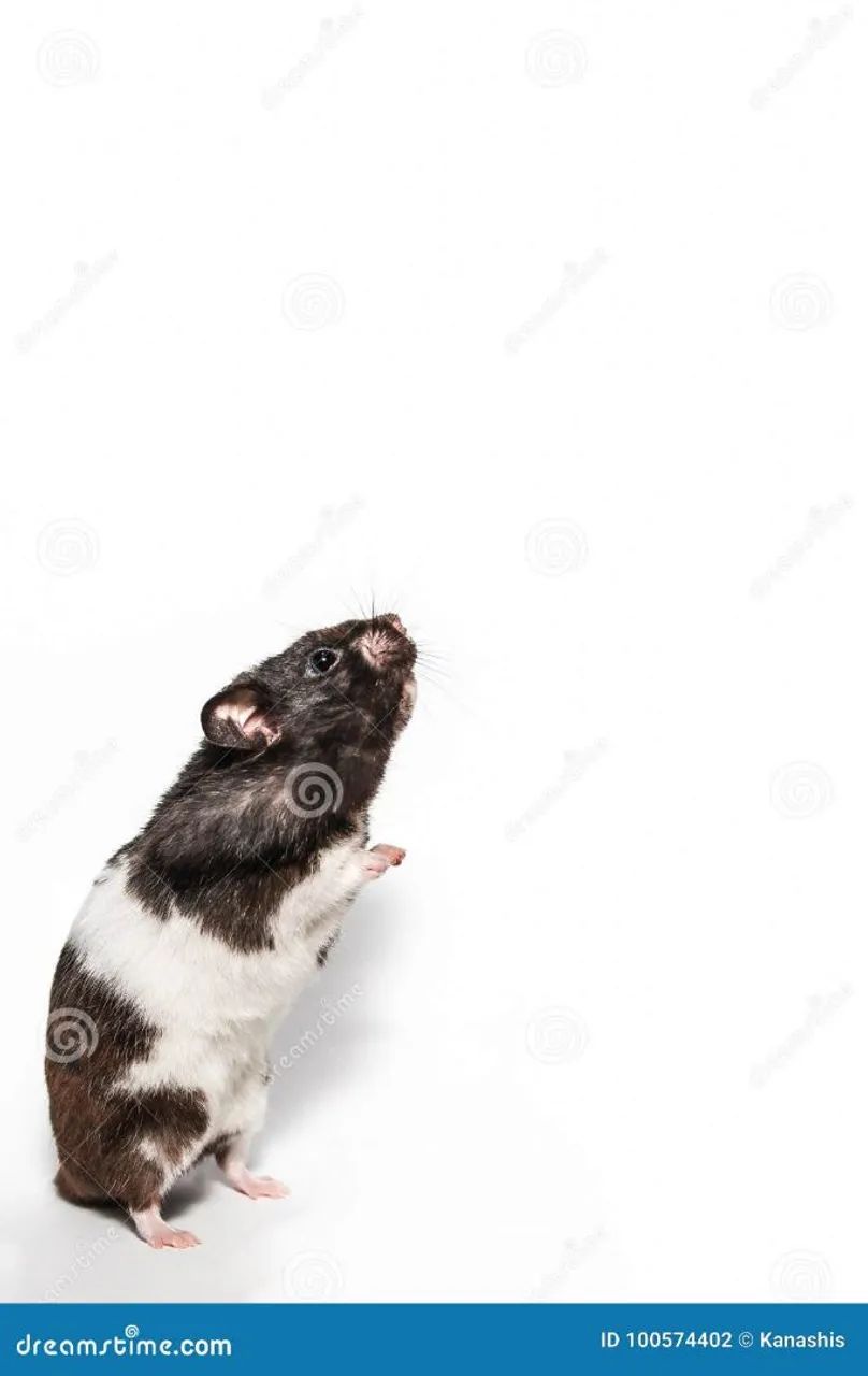Hamster-sírio - Foto 6