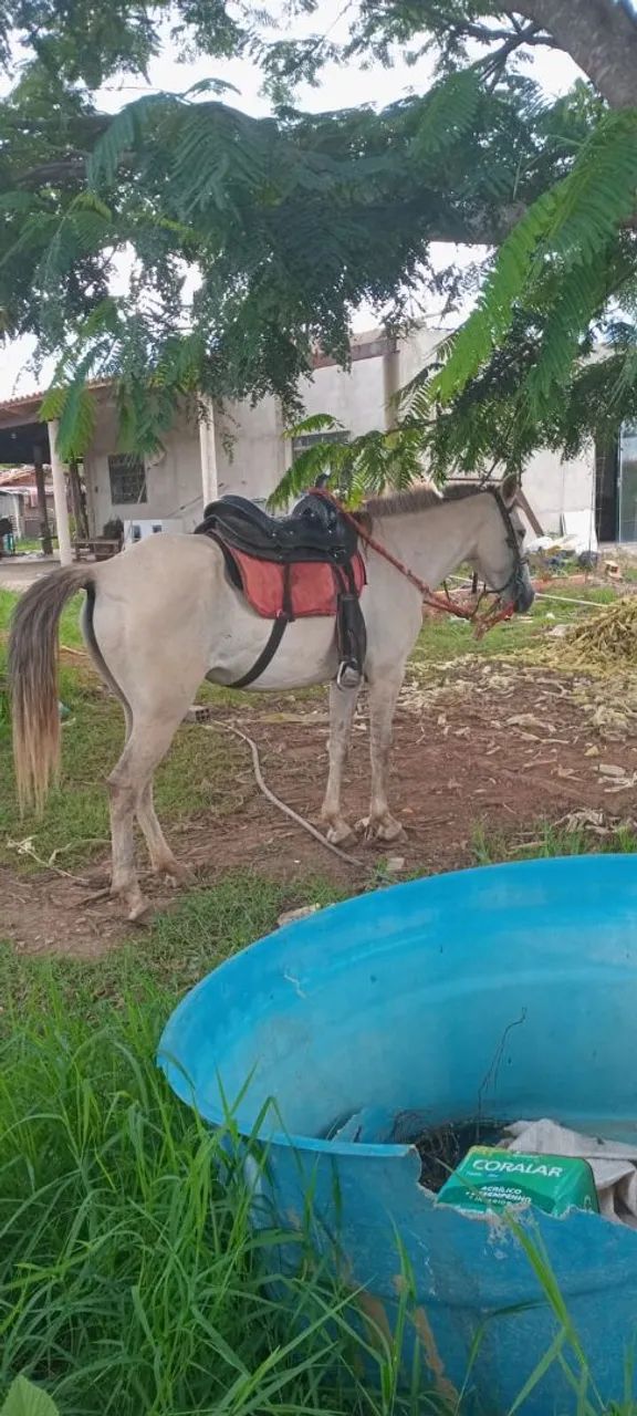 Égua mansinha  - Foto 2