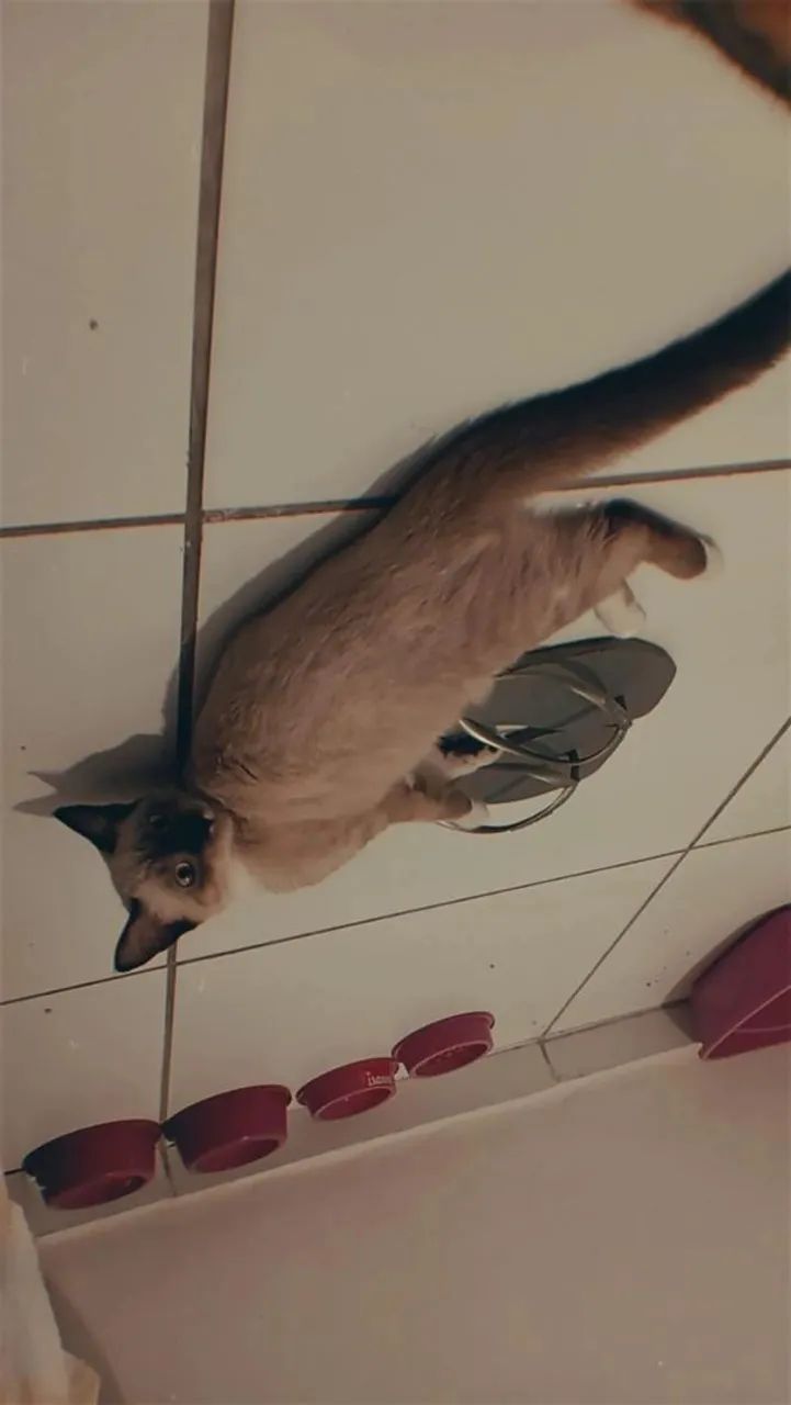 Doação responsável (gata castrada) - Foto 4