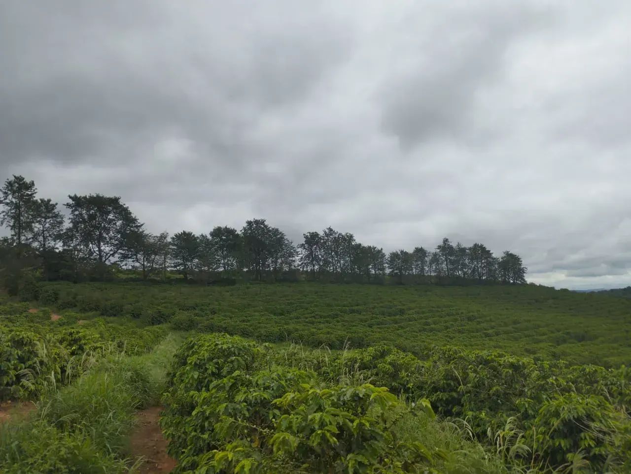 Sítio com 130 mil pés de café - Foto 3