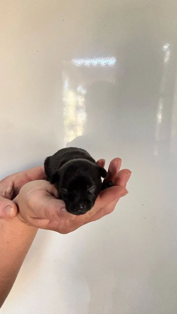 Pinscher macho  - Foto 2