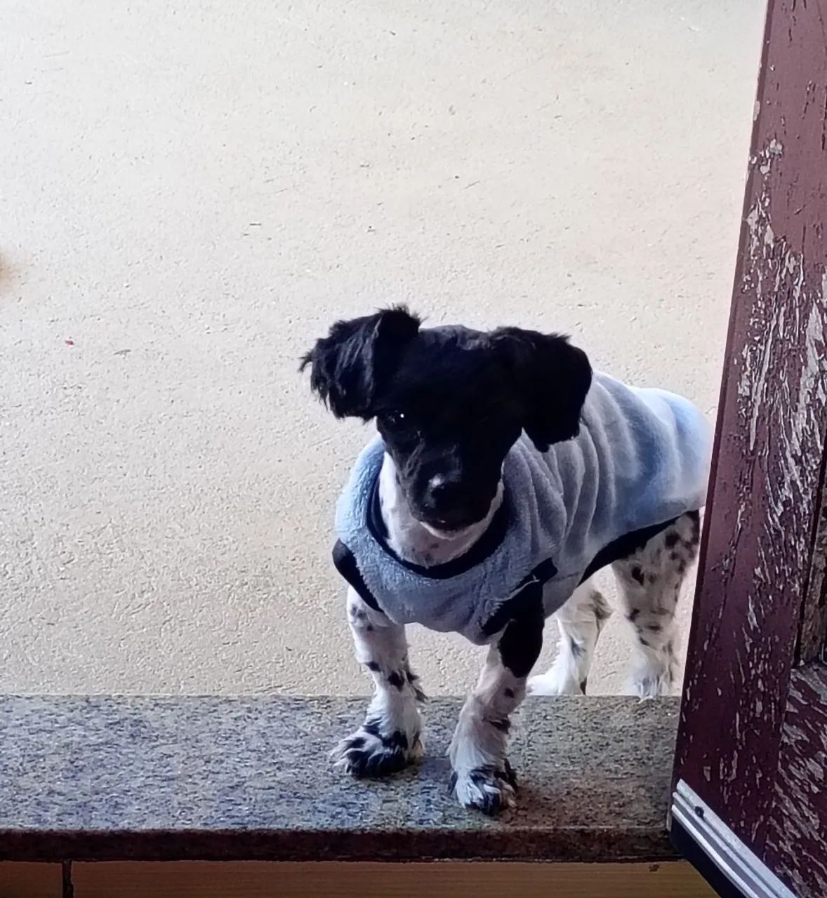 Shitzu macho  - Foto 4
