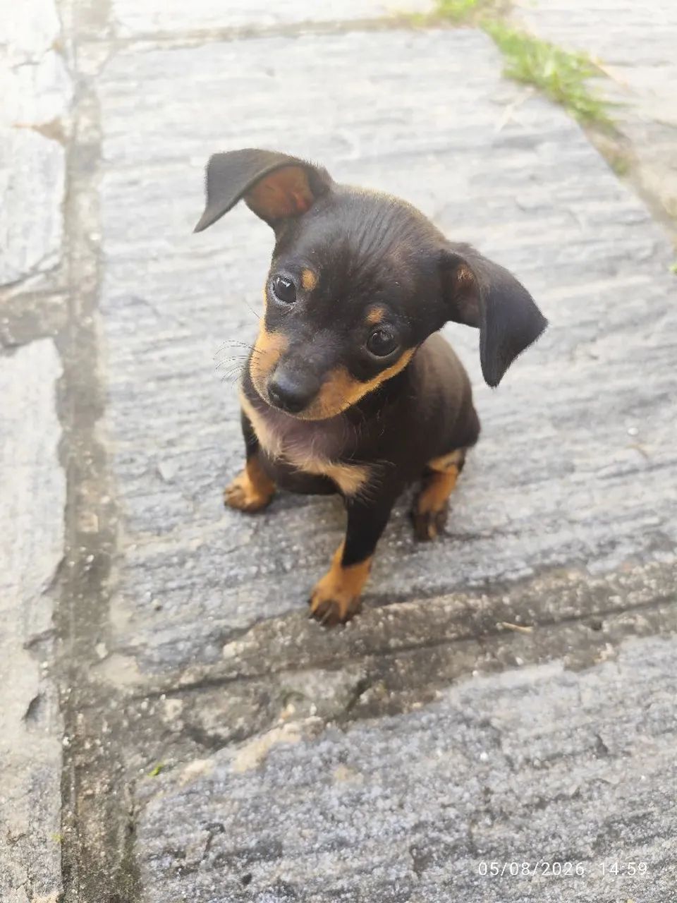 Filhotes de Pinscher  - Foto 2