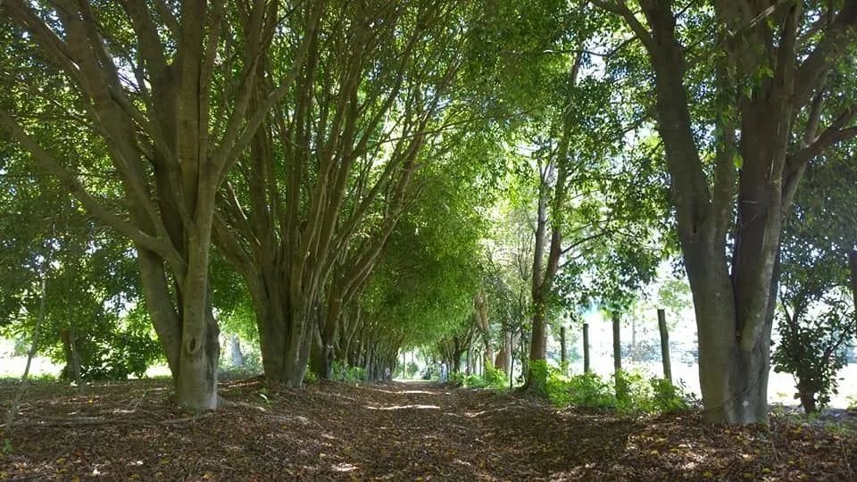 Sítio à Venda em Igaratinga/MG - 20.000 m² com Piscina, Sauna e Lagoa - Foto 2
