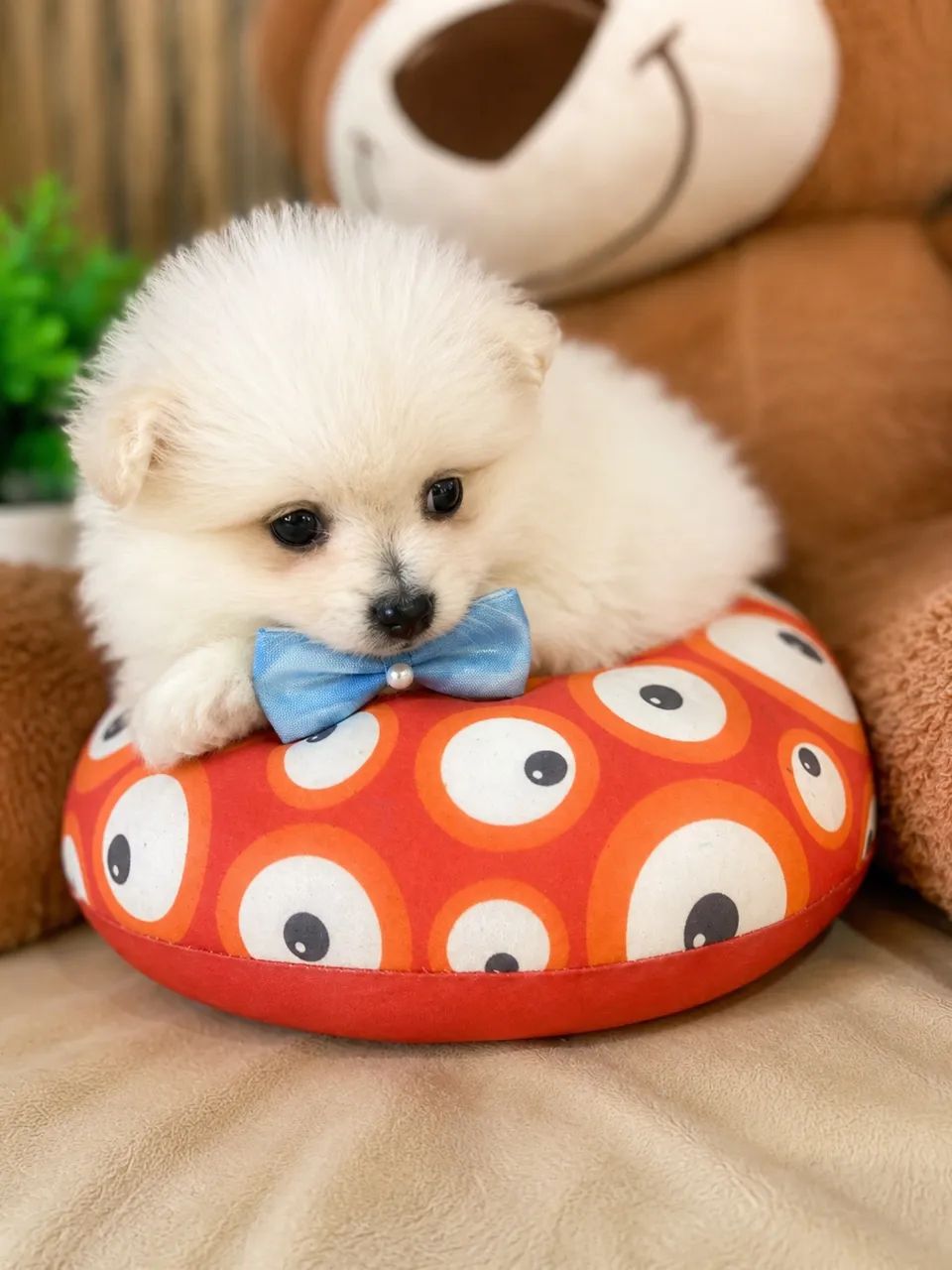 Macho de spitz alemão  - Foto 3
