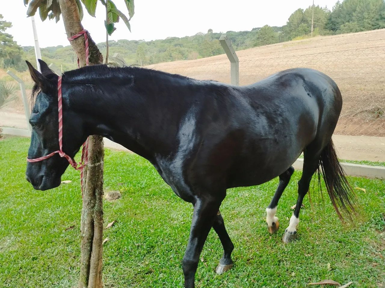 Cavalo Mangalarga Marchador registrado  - Foto 5
